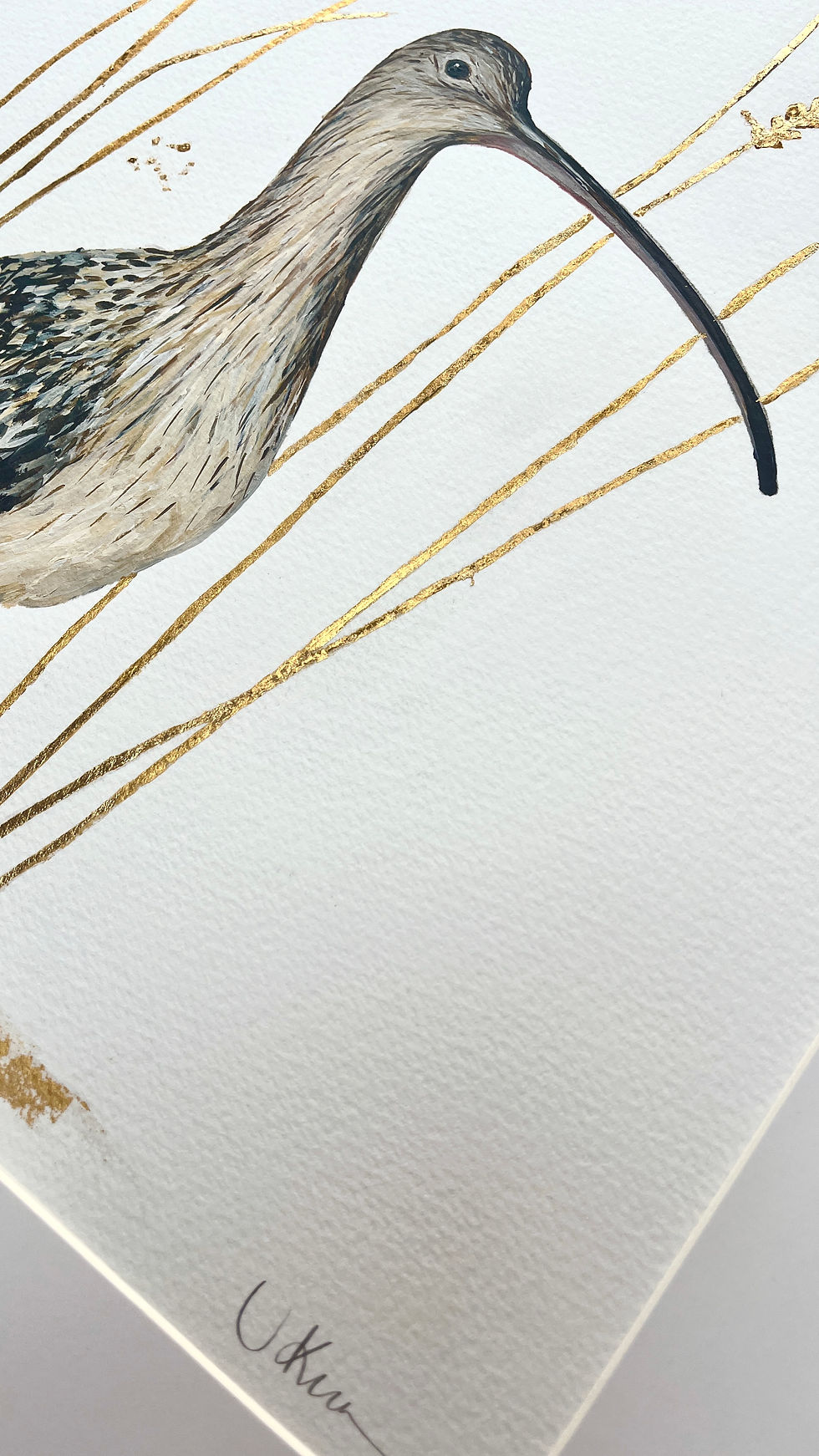 Thumbnail: “Curlew of the Exe Marshes”