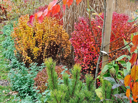 Novembris – brīdis, kad darbos nedaudz pierimstam un sagatavojam dārzu ziemai