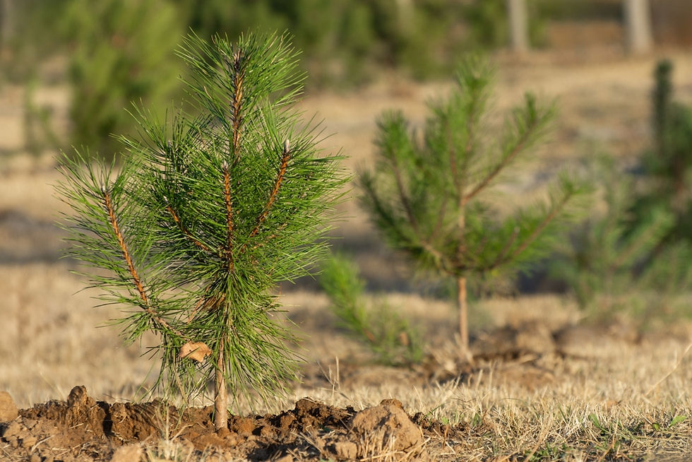 Atmežošana Latvijā 2026. gadā - kādas izmaksu pozīcijas pieaugs un ko tas nozīmēs zemes īpašniekiem