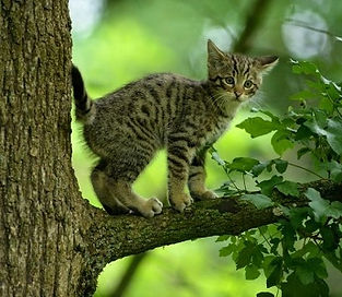 Wildkatze – Vorsicht, Verwechslungsgefahr!