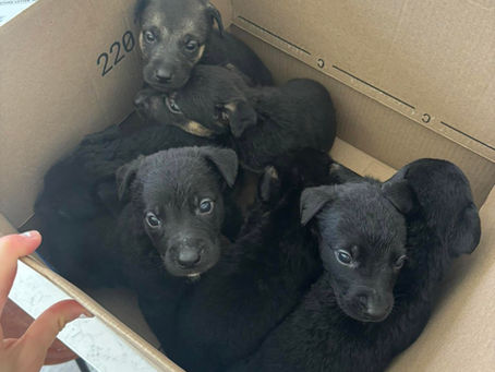Seven abandoned puppies. Five are still fighting.