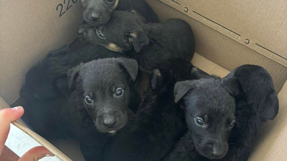 Seven abandoned puppies. Five are still fighting.
