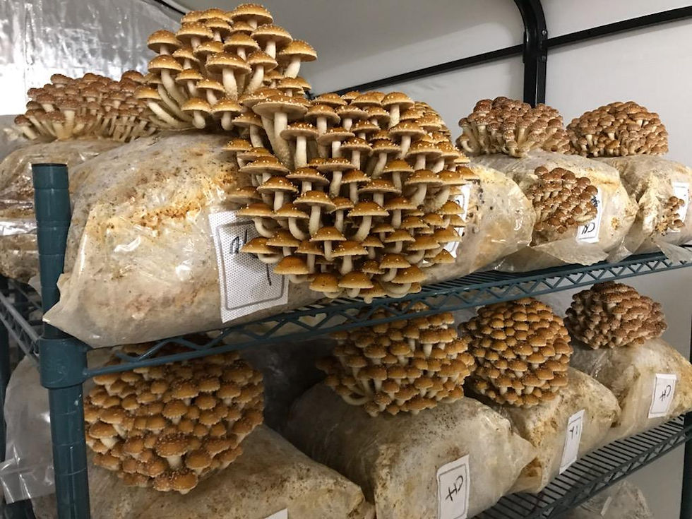 Chestnut Mushrooms from C4 Mushrooms. Order online today!