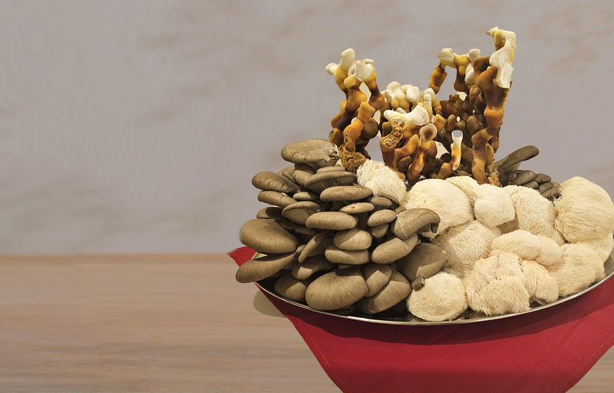 Do Mushrooms Have Protein?