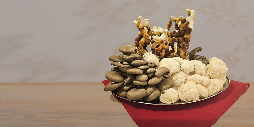 A variety of mushrooms displayed on a metal plate with a red cloth, set against a light, textured background. Earthy tones dominate the scene.