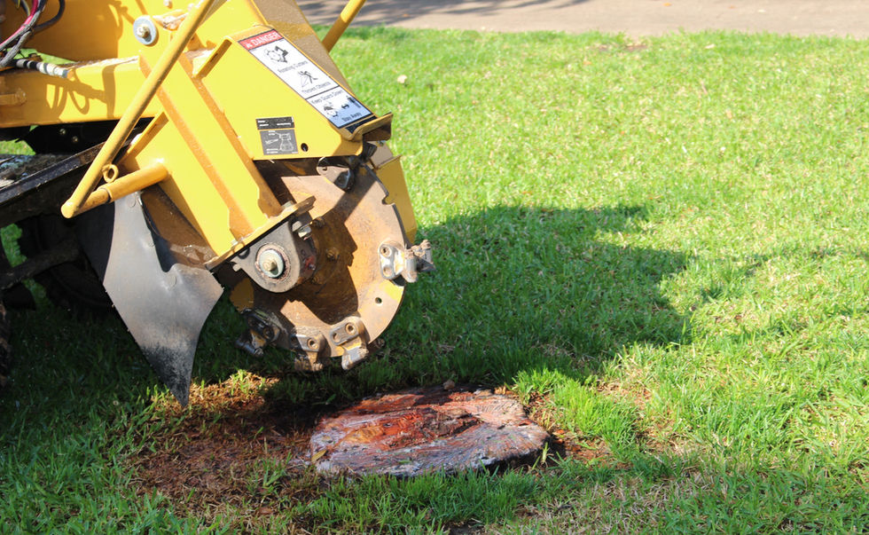Stump removal.jpg