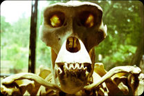 squelette 2011.jpg