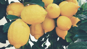 Citrus limon (Limone)