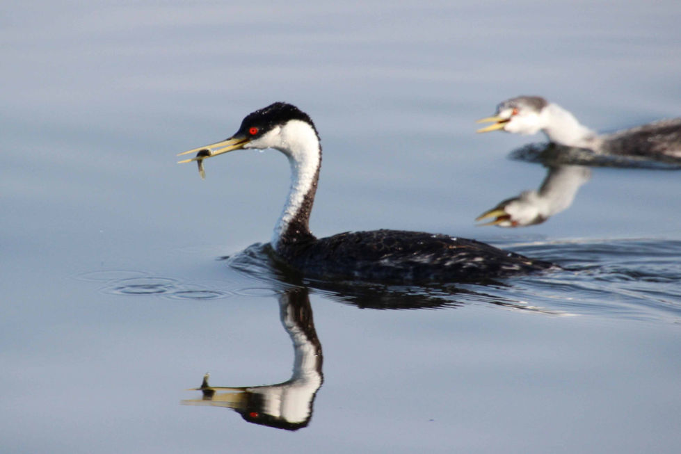 Hungry Grebe