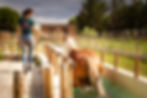 Bassin de marche cheval