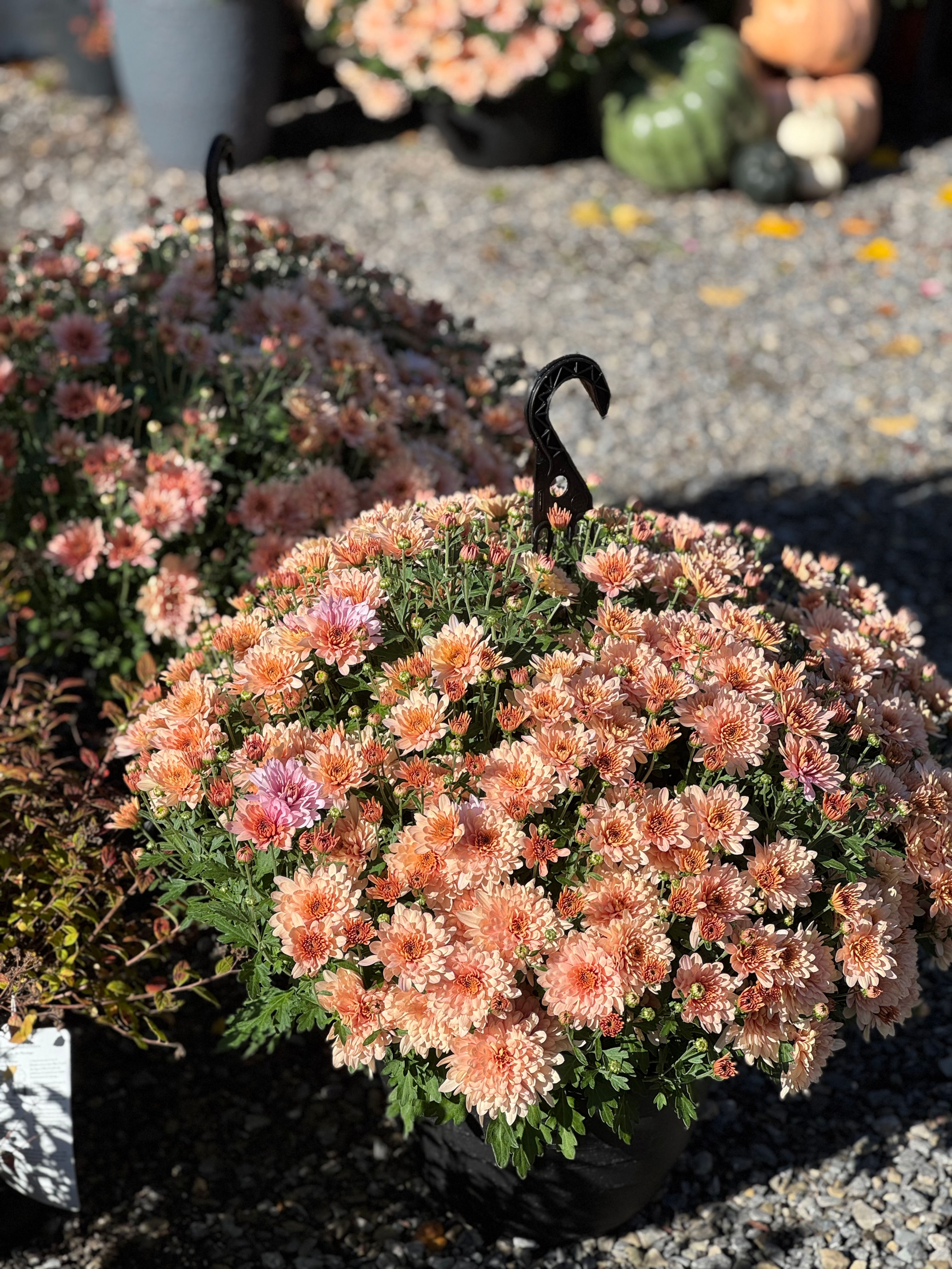 Hanging Basket - Coral