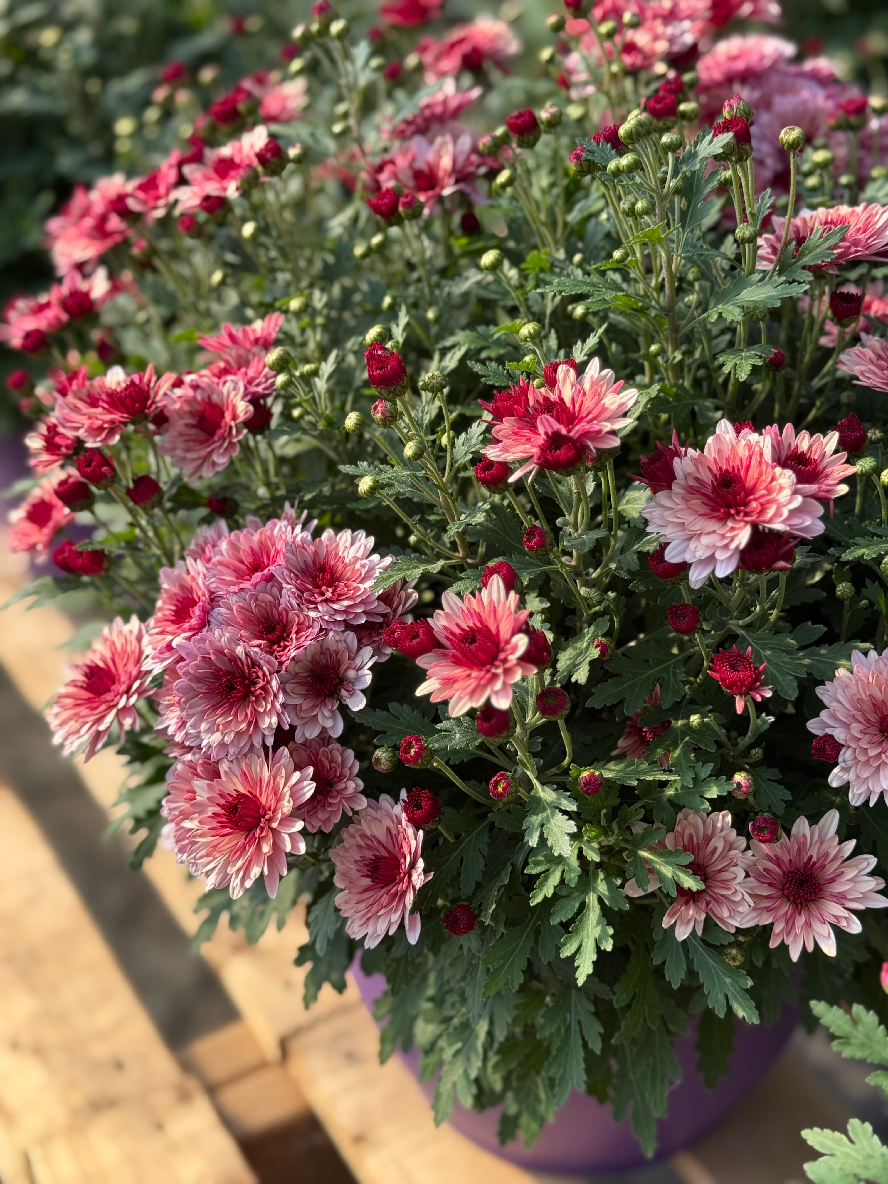 Lil' Monster Mum - Pink Bicolor