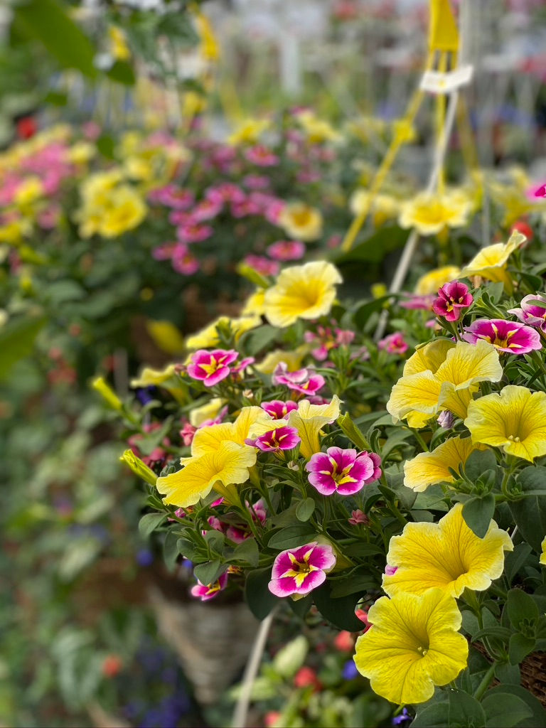 Thumbnail: Bee's Knees