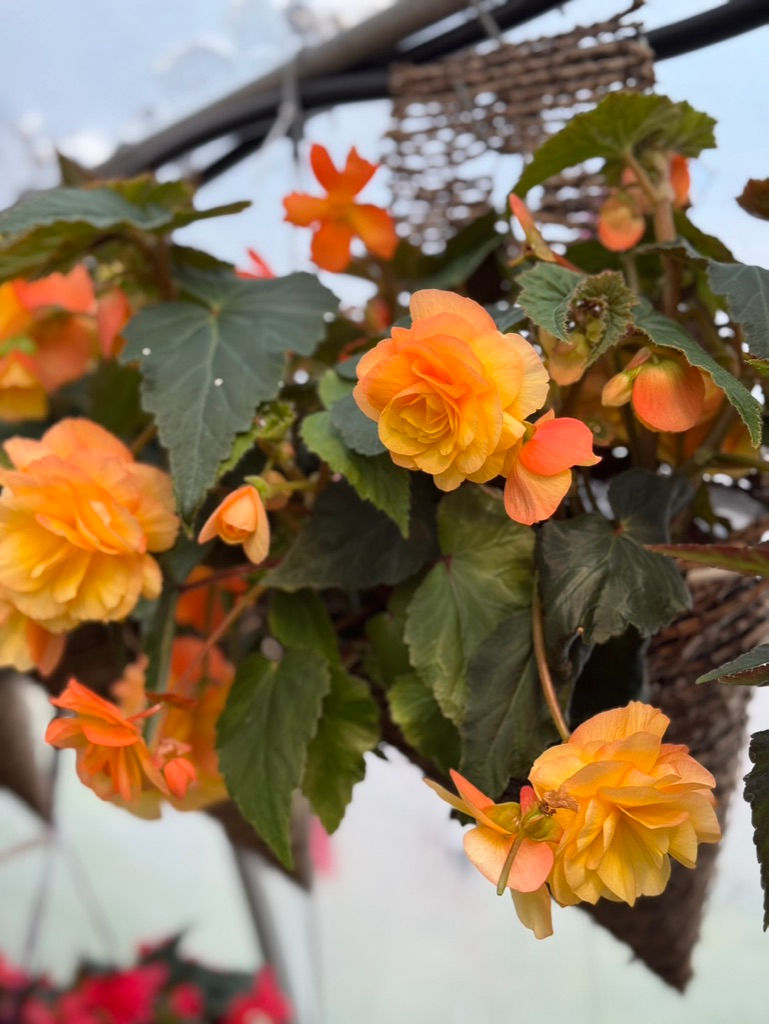 Apricot Begonia 1/2 Cone Basket
