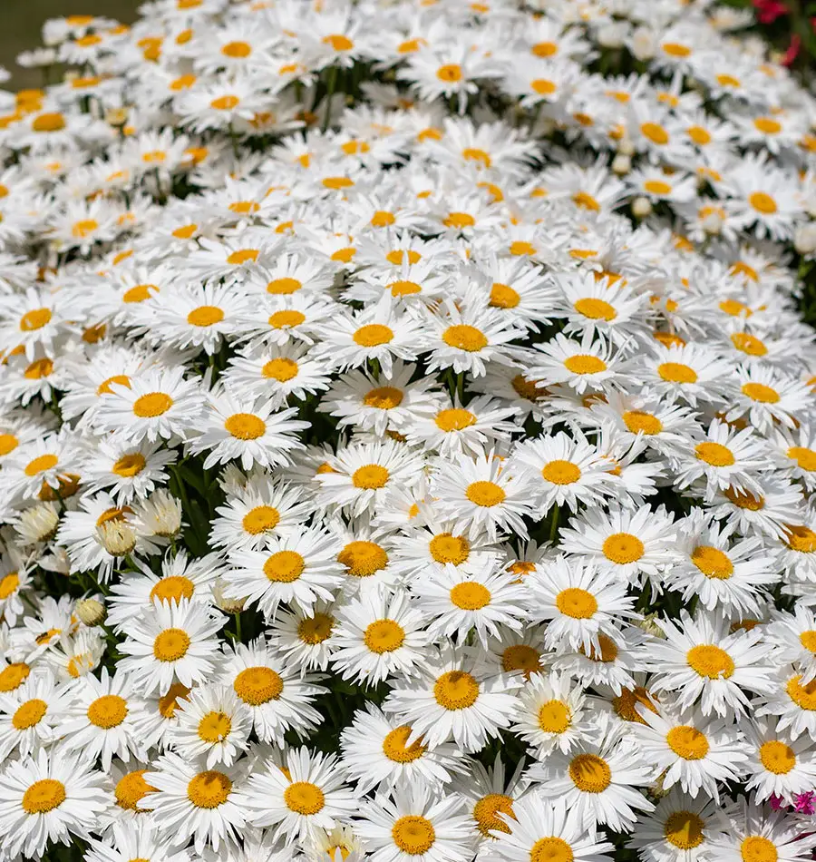 Daisy 'Madonna'