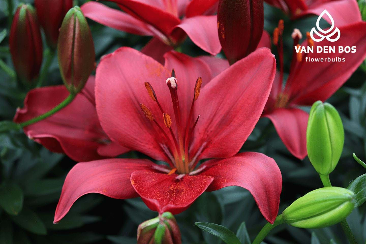 Lily 'Salinero'