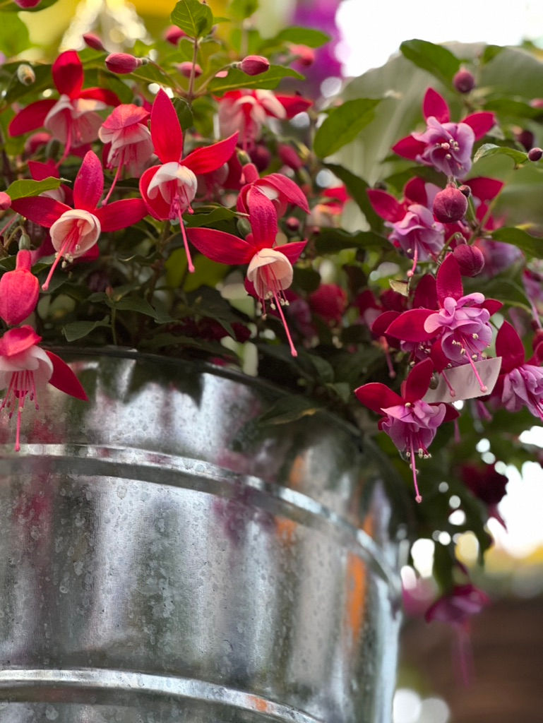 Thumbnail: Fuchsia (Metal Basket)