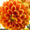 Thumbnail: Medio Fun Orange Flame Dahlia