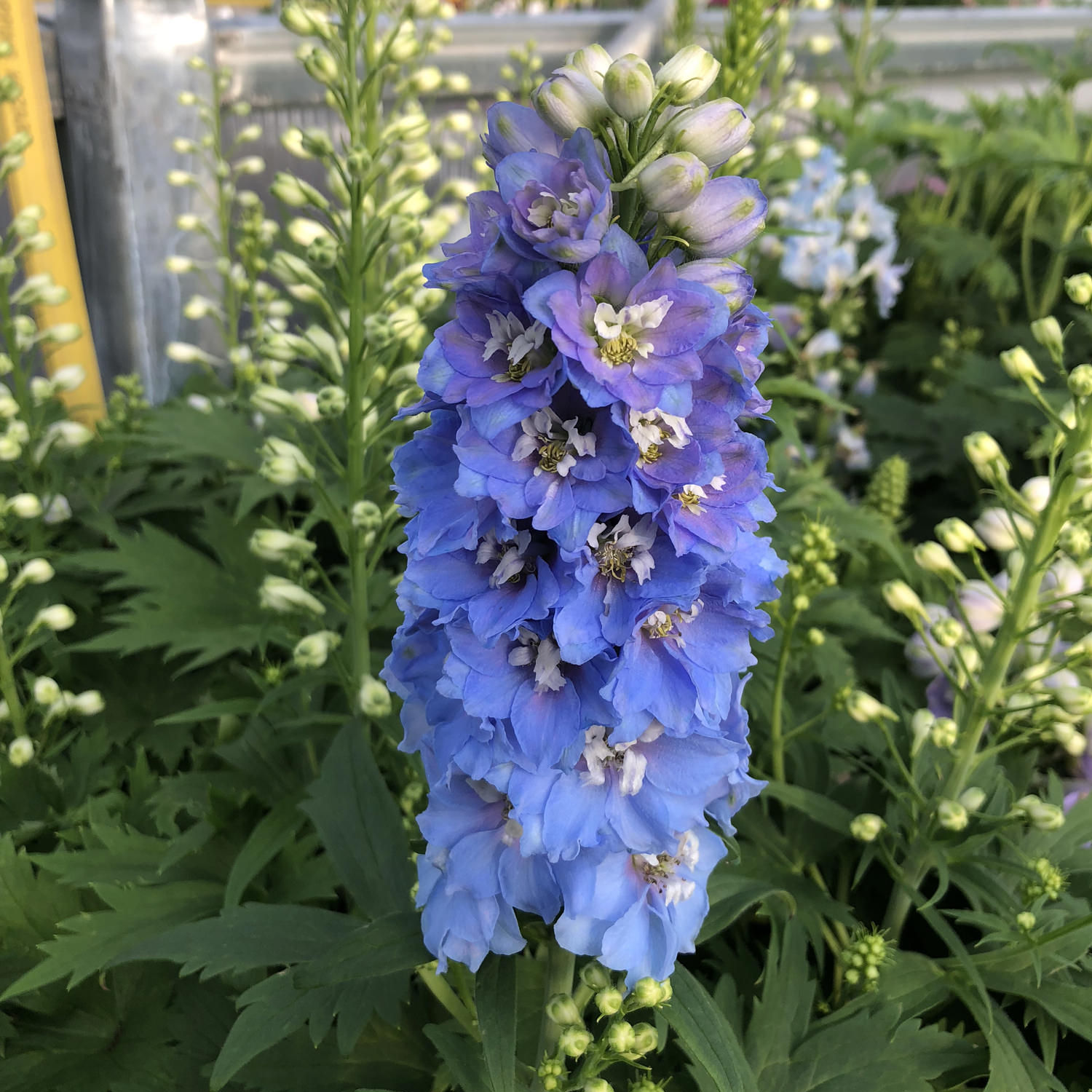 Delphinium 'Delphina Lt Blue White Bee'