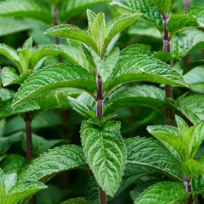 Peppermint Mint