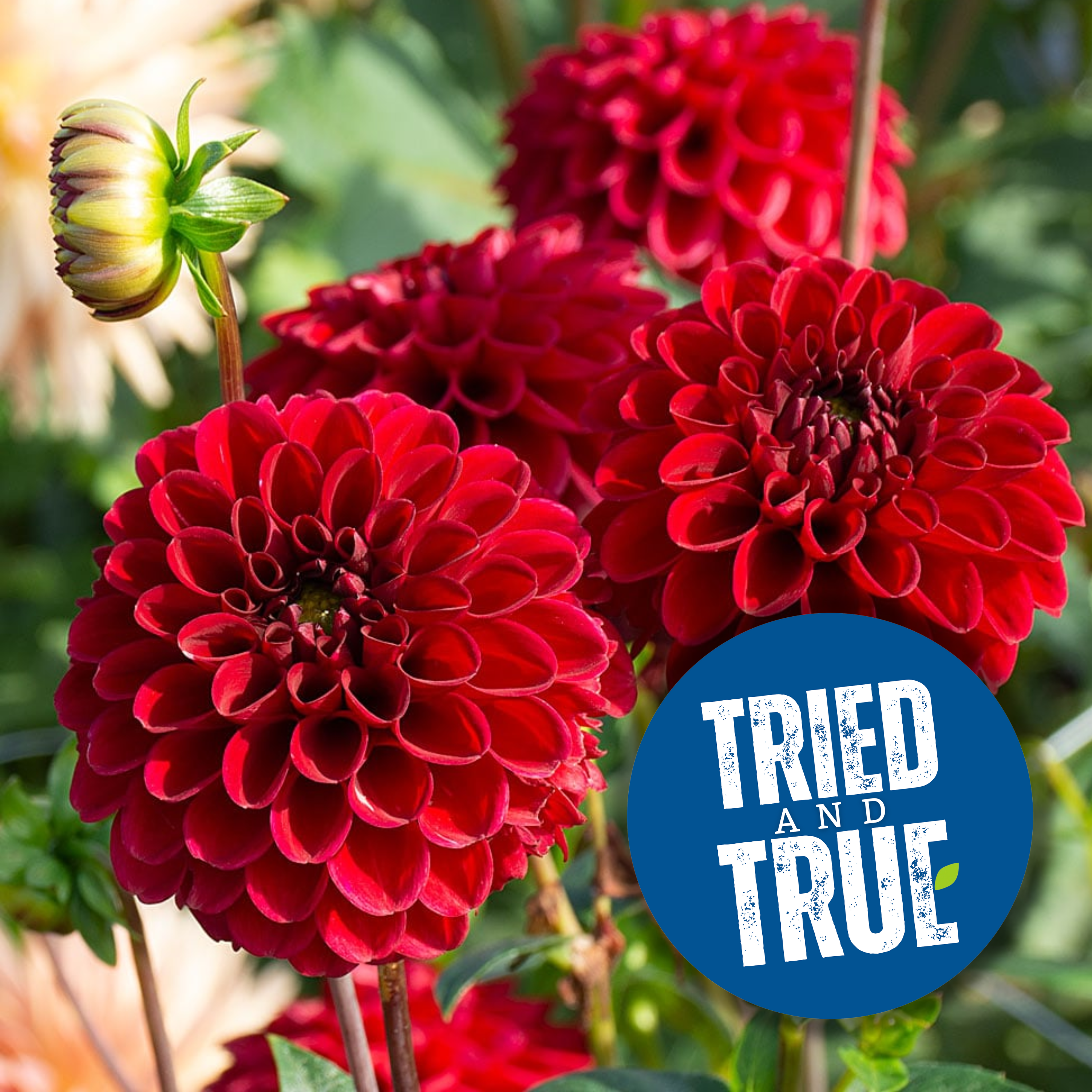 LaBella Medio Red Dahlia