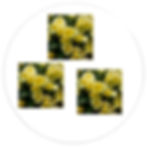 Thumbnail: YELLOW