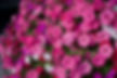 DSC_0809.jpeg