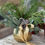 Thumbnail: Golden Elegance - Indoor Arrangement