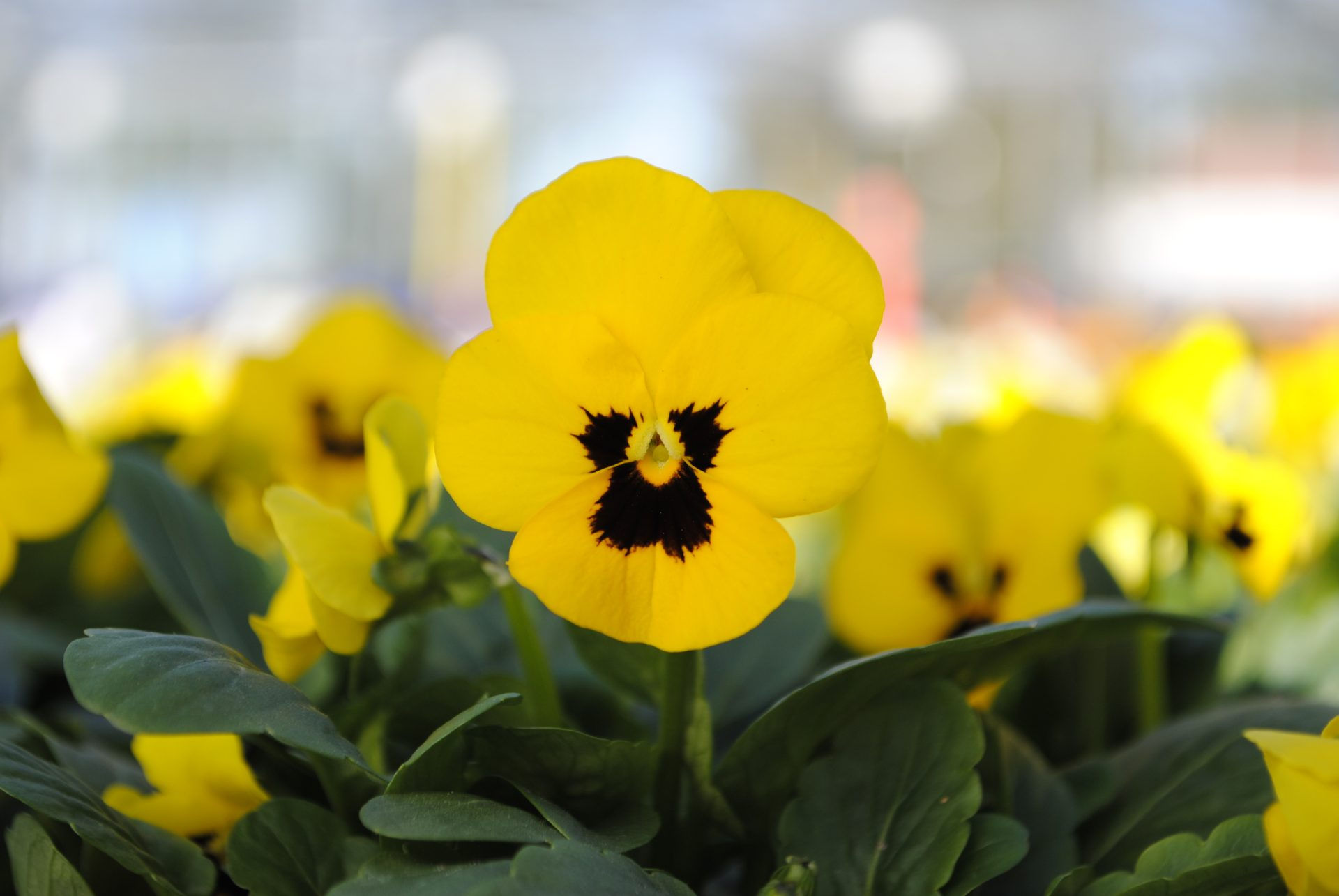 Yellow Blotch Viola