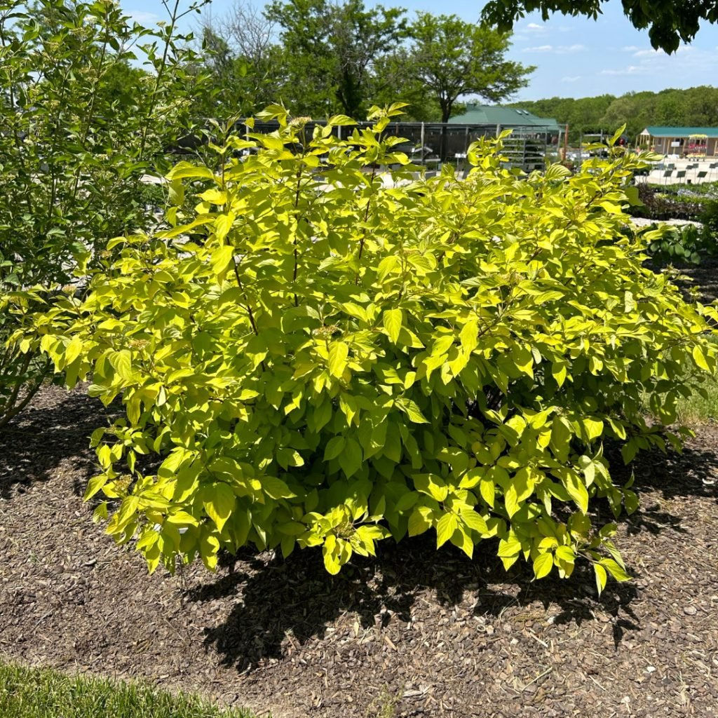 Neon Burst™ Dogwood: 2Gal