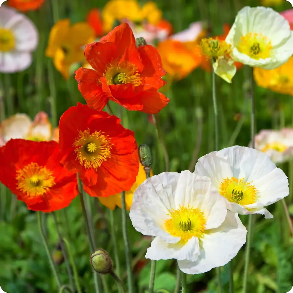 Thumbnail: Iceland Poppy