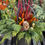 Thumbnail: Winter Elegance - Outdoor Patio Pot
