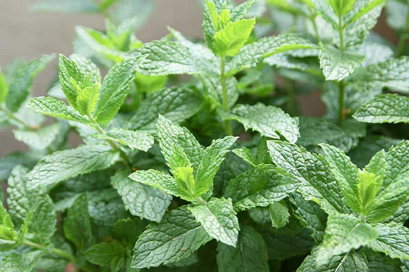 Spearmint