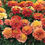 Thumbnail: Strawberry Blonde Marigold