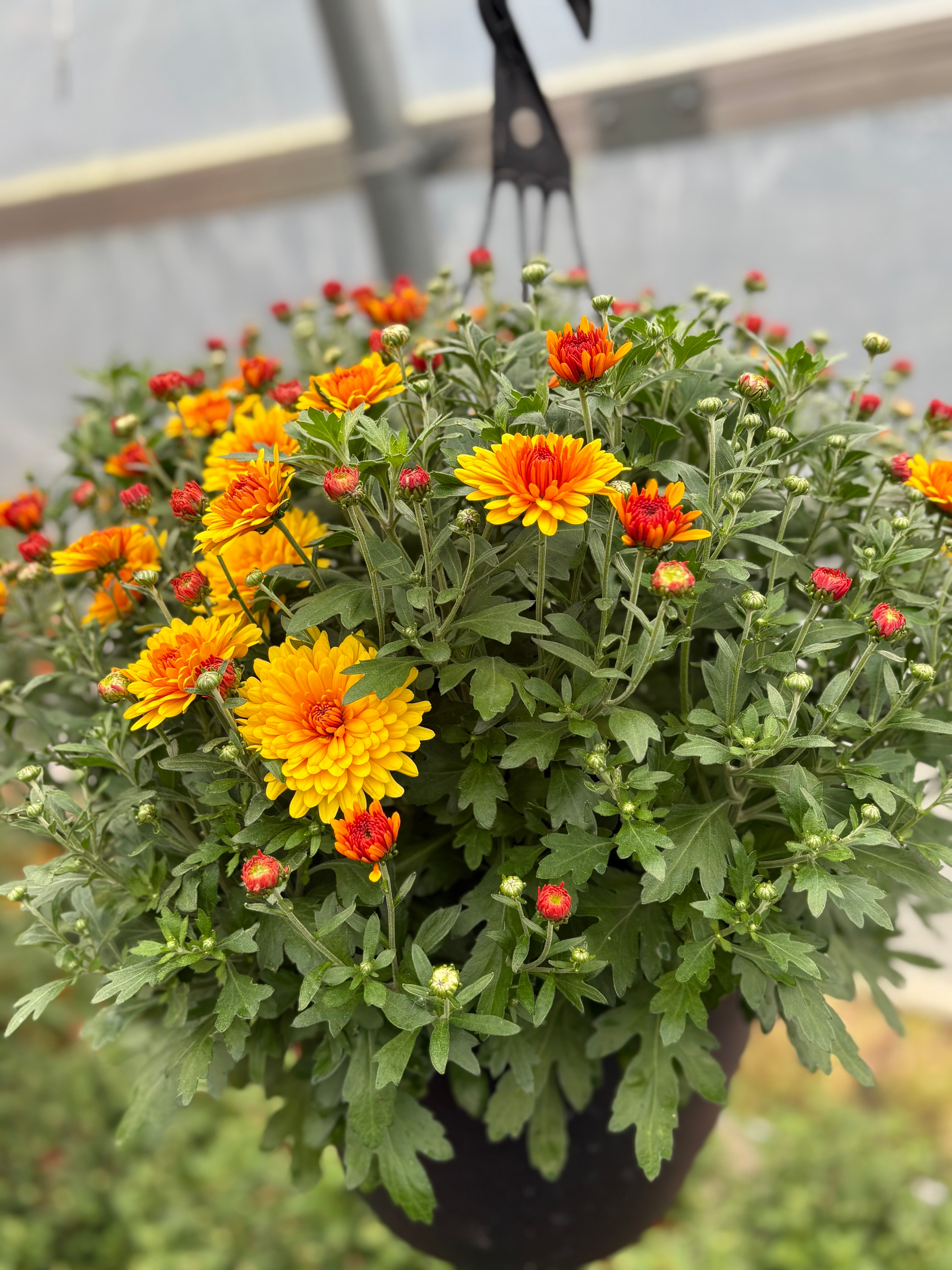 Hanging Basket - Autumn Envy Bronze