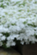 Creeping Phlox 'White Delight'