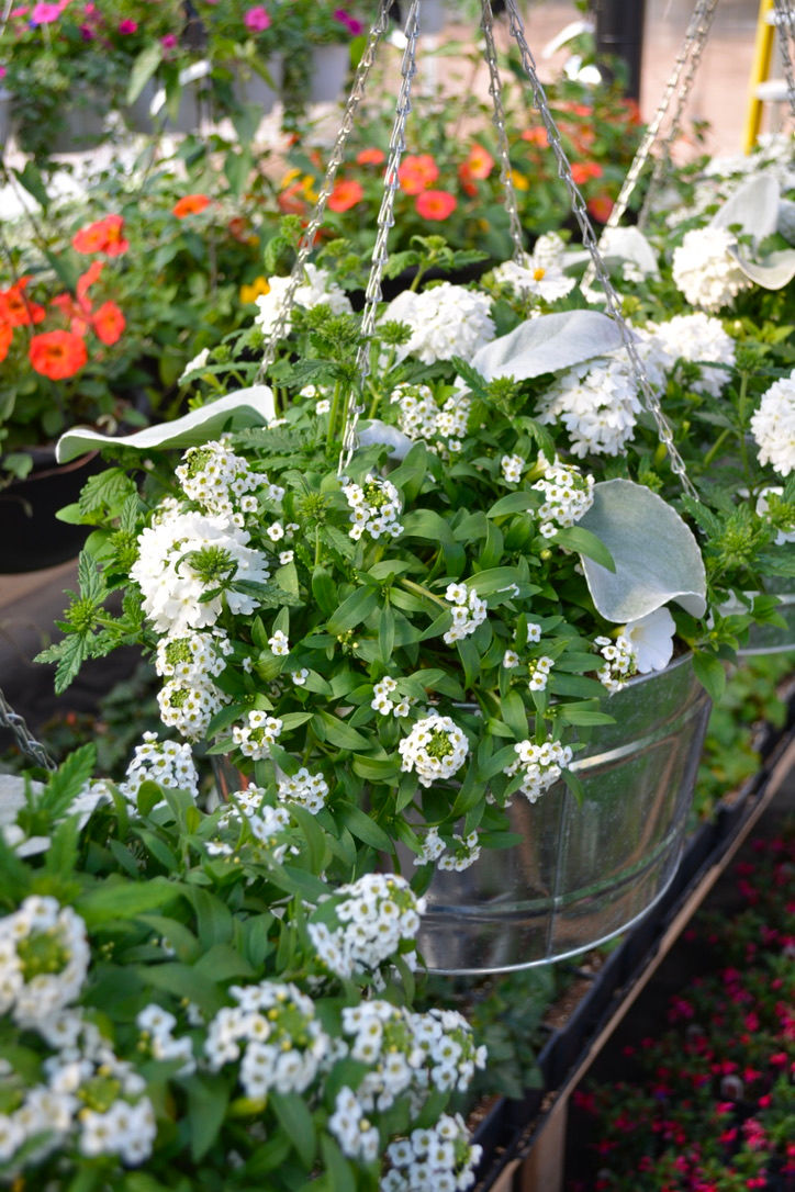 Thumbnail: Summer Snow (Metal Basket)