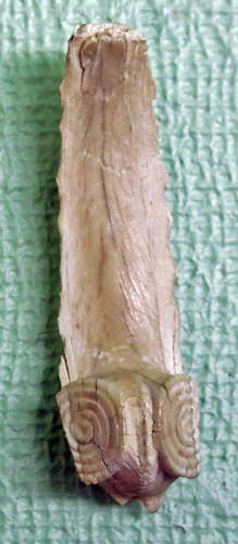 Stewart Island Rei Puta