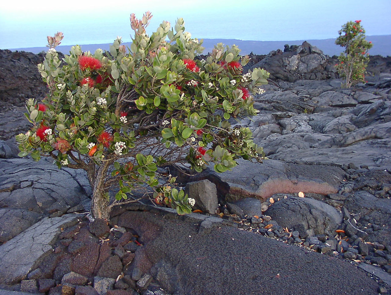 ohia 2