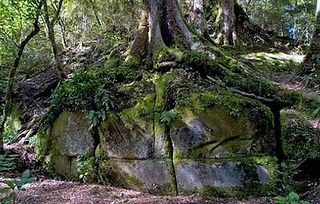 kaimanawa