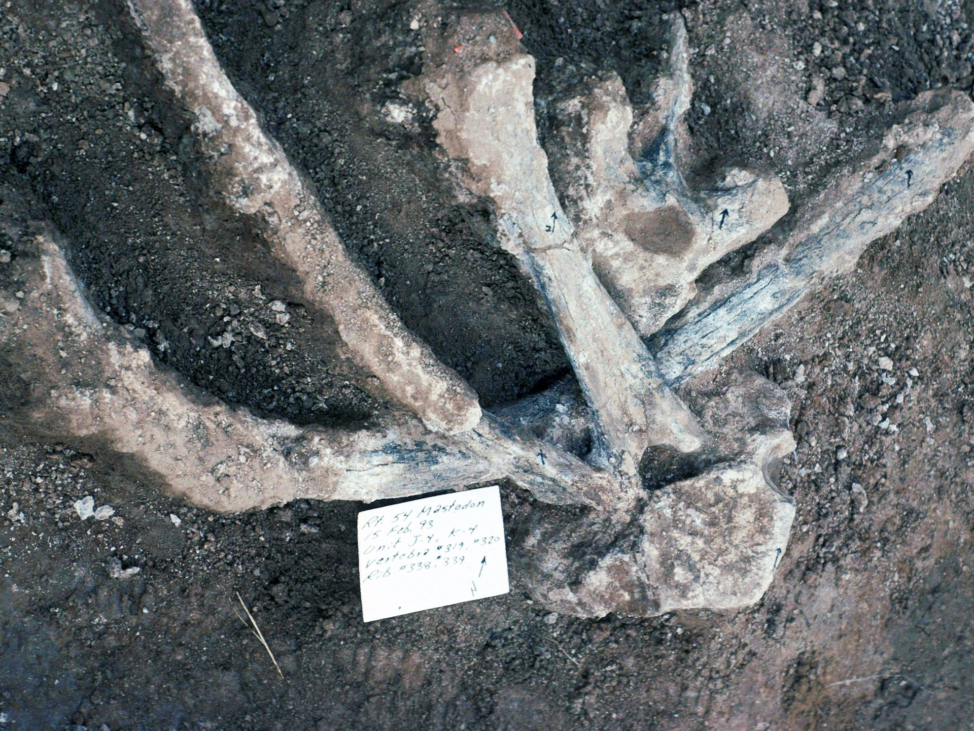 Fossils_IL 130,000 years mastadon