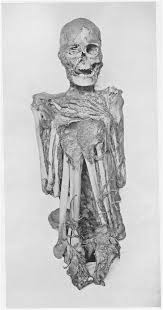 Maori Skelelton Vienna museum