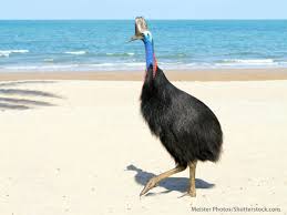 cassowary 1