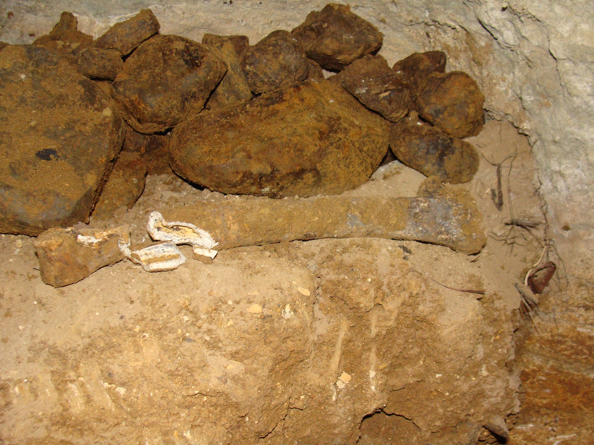 1st Moa Bone 2