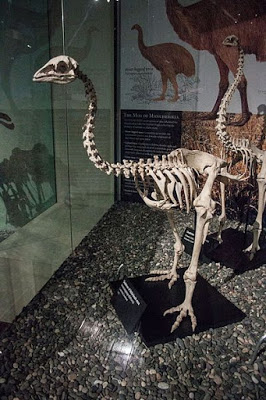 Skeleton_of_little_bush_moa,_Otago_Museu