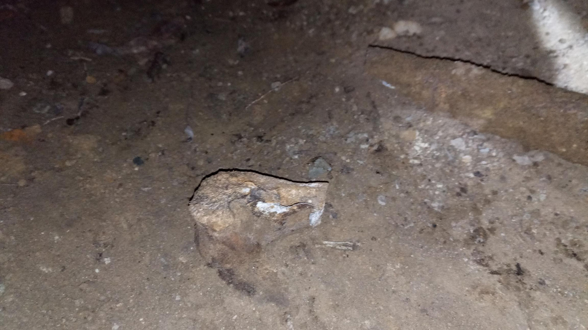 1st Moa Bone bottom