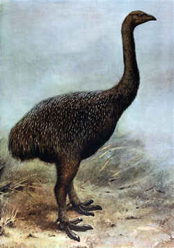 Upland Moa