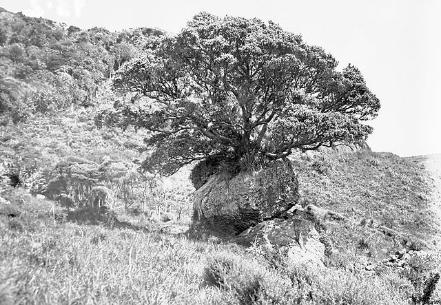 Te Kamaka D 1948