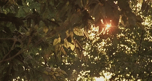 sunny day sun GIF.gif