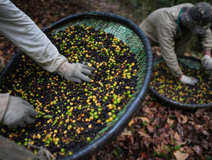 고물가 고심 트럼프, 브라질 수입 주요 농산물40% 관세 면세